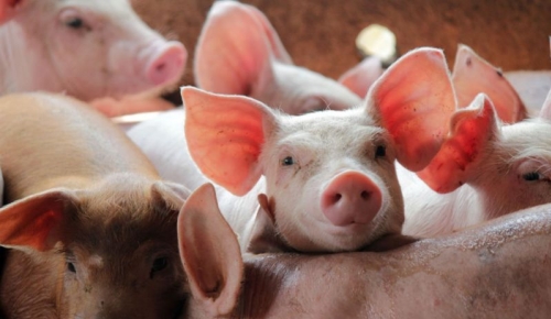 Возбуждено административное производство в отношении деятельности Мармарашенской свинофермы