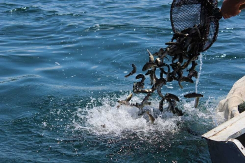 Объем нарушений в Фонда по восстановлению запасов ишхана и развитию рыбоводства в озере Севан составляет 3 млрд. 314 млн. драмов