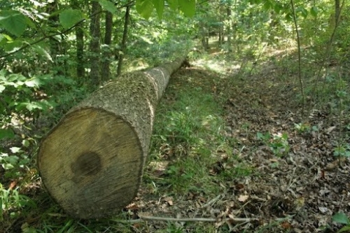 63 llegally Felled Down Trees in Yeghegnut Forestry Enterprise Area