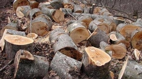 41.6 Percent More People Convicted for Illegal Tree Felling in First Nine Months of 2019 in Lori Region Than in Entire 2018
