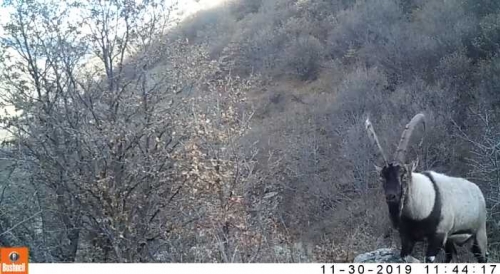 В эко зоне Шахапонк снизился уровень браконьерство, камера зафиксировала самца безоара