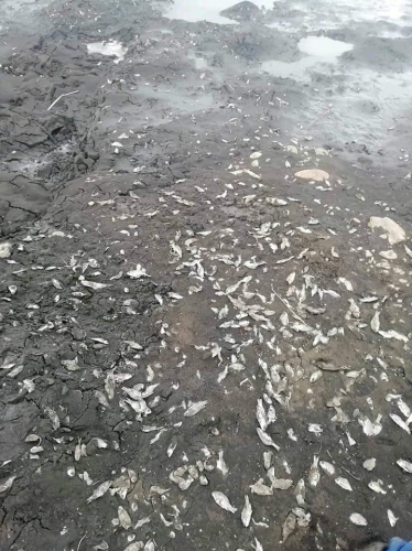 Сигнал тревоги: около села Шахназар из-за высыхания водоема погибла рыба