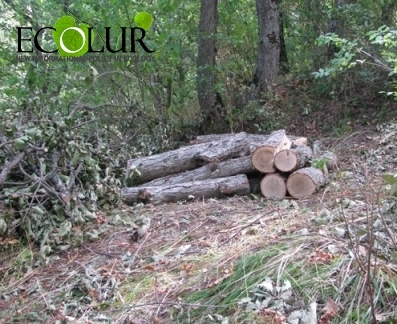 «Հայանտառ» ՊՈԱԿ-ի 5 անտառտնտեսություններում ապօրինի հատվել է 100 ծառ