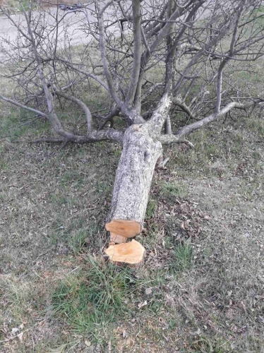 Illegally Felled Down Trees in Lori Region: Over Half A Million Damage Caused to Nature