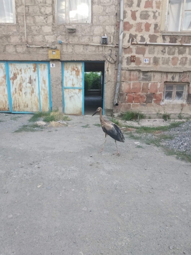 Alarm Signal: Storks with Polluted Feathers, Deprived of Any  Opportunity to Fly Targeted by Dogs in Hovtashen