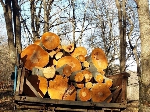 Illegal Tree Felling in Lori Region