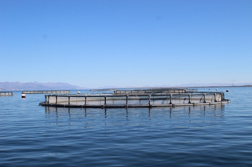 В 2020 году в озере Севан садковосеточным методом было выращено 205,946 кг рыбы, для чего в озеро залили 192,311 кг корма