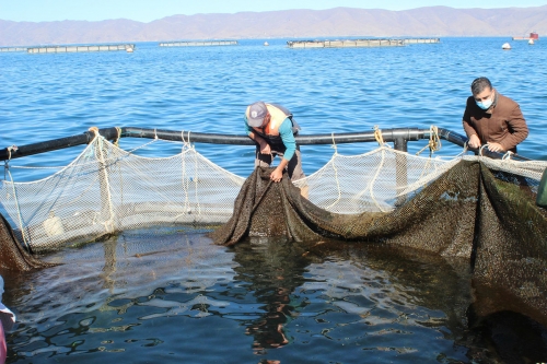 625,109 Young Fish Let out into Lake Sevan in 2020