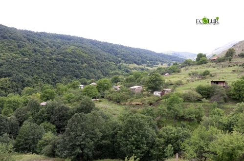 Армения обязалась к 2030 году посадить 50 000 га леса