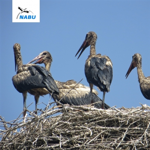 Problem of Stork Pollution In Center of Environment Ministry's Attention