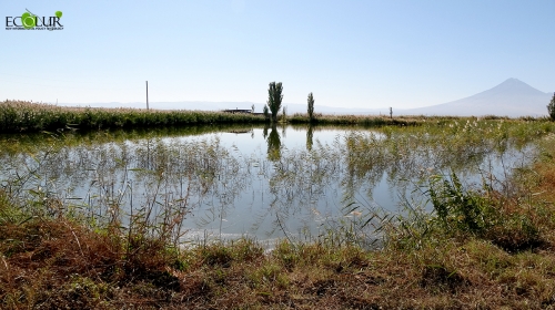 World Wetlands Day Marked on 2 February