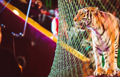 Use of Wild Animals in Circuses Banned