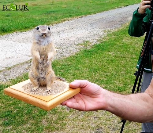 How Czech Environmentalists Saved European Ground Squirrel from Poisoning