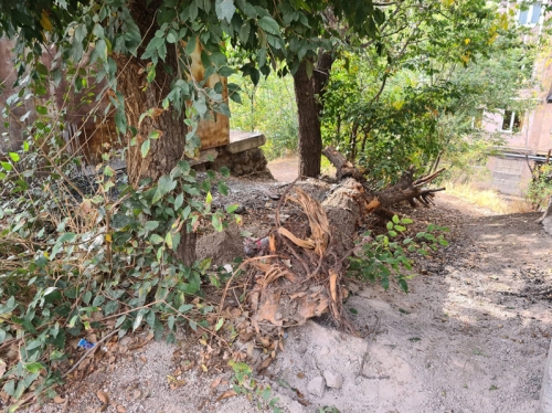 Kotayk Regional Municipality Strictly To Watch Over Prevention of Tree Felling in Yard Areas