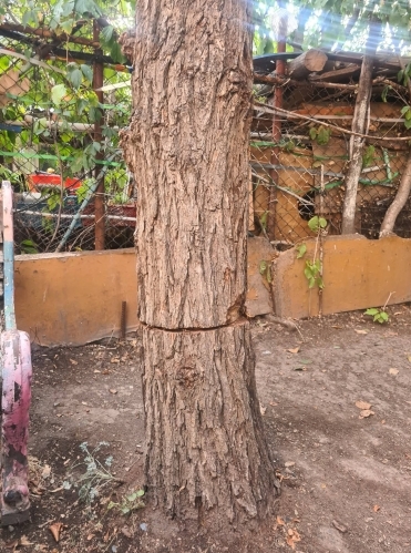 Alarm Signal on Damaged Trees in Charentsavan and Response by Relevant Bodies