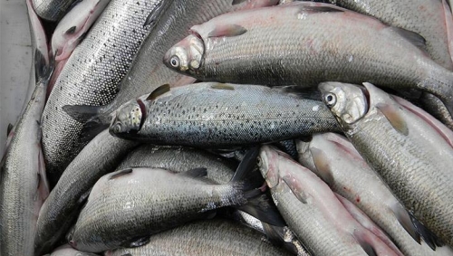 Արարատի մարզում սնկային հիվանդությունների պատճառով 58 տոննա ձուկ է անկել