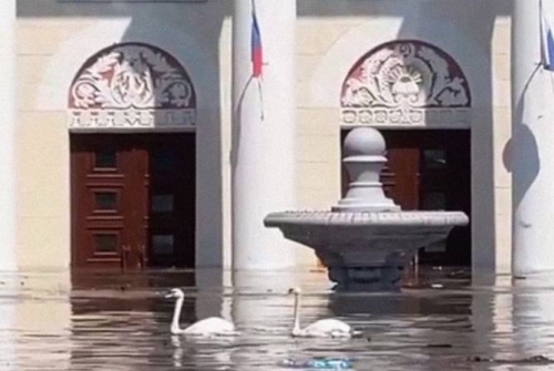Swans Swimming after Collapse of HPP in Novaya Kakhovka