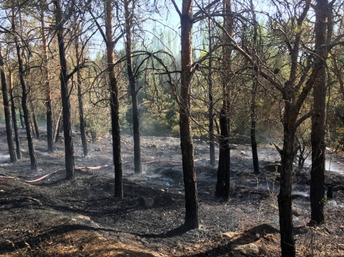 Пожар в лесопарке «Джрвеж» потушен