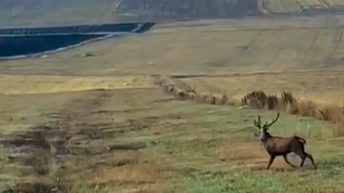 Кавказский благородный олень в Арагацотнской области