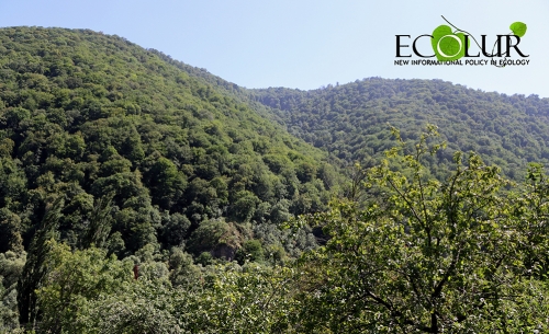 Անտառային կոմիտեին կփոխարինի Շրջակա միջավայրի պահպանության ծառայությունը