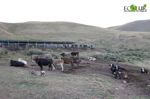 Разработаны меры по развитию интенсивного растениеводства и интенсивного племенного животноводства