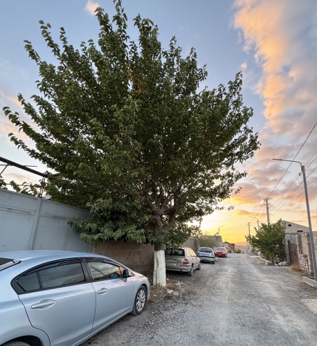 Zovuni Residents Raise Alarm Over Possible Cutting of Mulberry Tree
