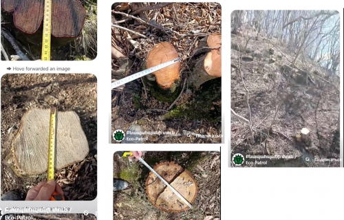 Դիլիջանում կատարված ապօրինի ծառահատումները դուրս են «Դիլիջան» ազգային պարկի տարածքից․ Էկոպարեկային ծառայություն