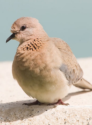 Մեկնարկել է «Տարվա թռչուն 2017»-ի ընտրության քվեարկությունը - Ecolur